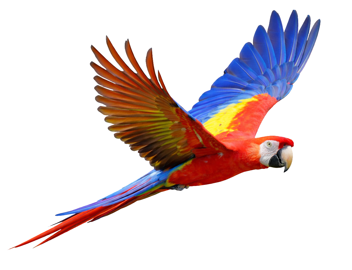 Macaw